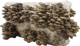 Mycelium Planto hliva ustricová bal 15 kg